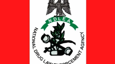 Ndlea 293