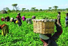 Fg launches agricultural reforms to create 21 million jobs