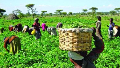 Fg launches agricultural reforms to create 21 million jobs