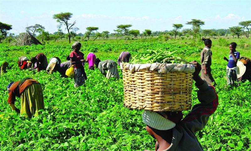 Fg launches agricultural reforms to create 21 million jobs